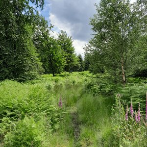 Foto: Waldbaden (c) Reinhilde Türich Foto: Waldbaden (c) Reinhilde Türich