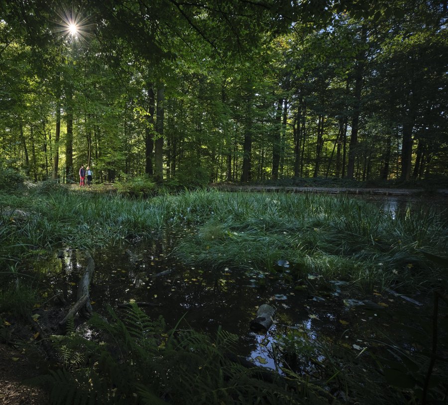 Wanderinnen unterwegs auf der Sauerland-Waldroute