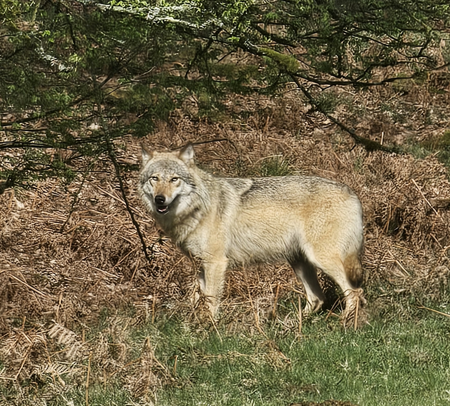 Wolf im Arnsberger Wald, Foto: Winfried Junker