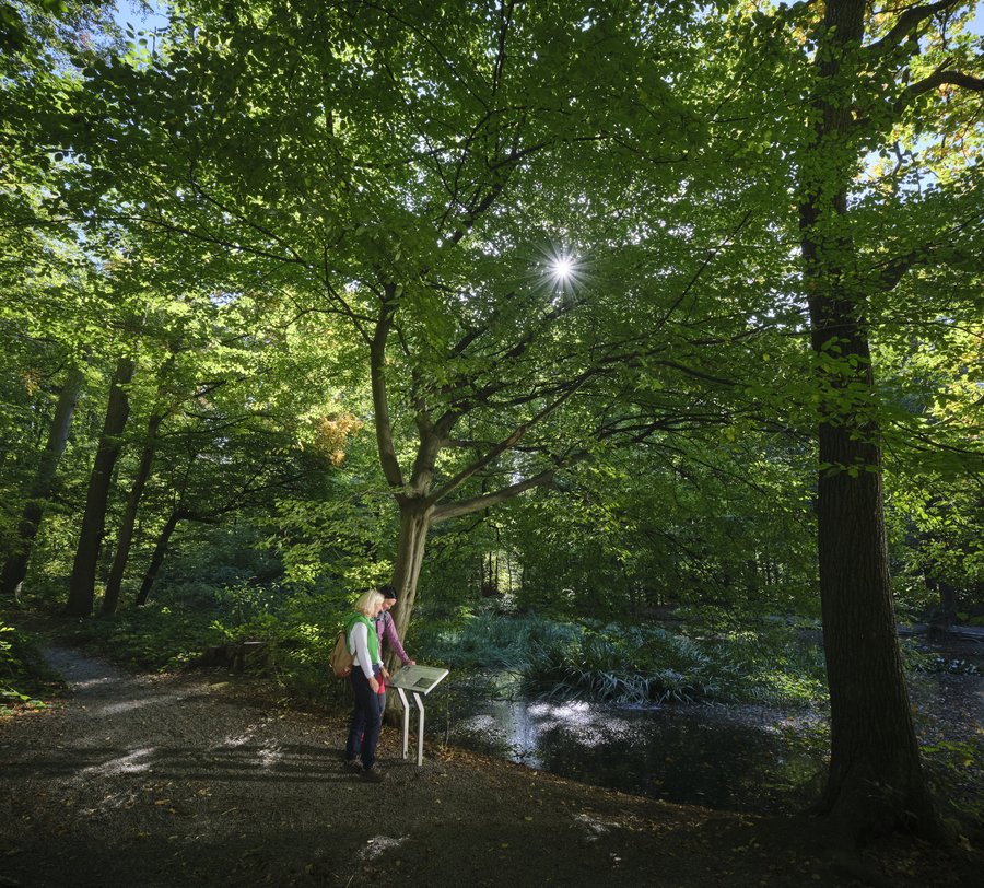 Wanderinnen unterwegs auf der Sauerland-Waldroute