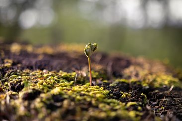 Waldbaden am 28. März