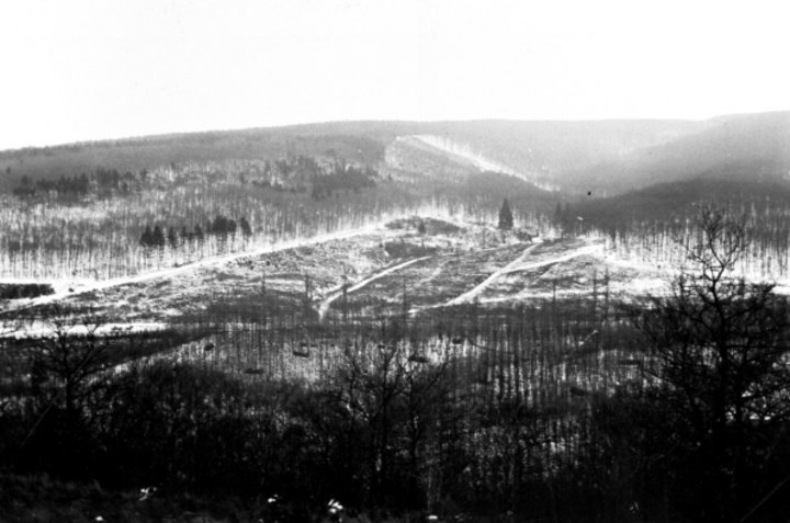 Kahle Fläche im Wald