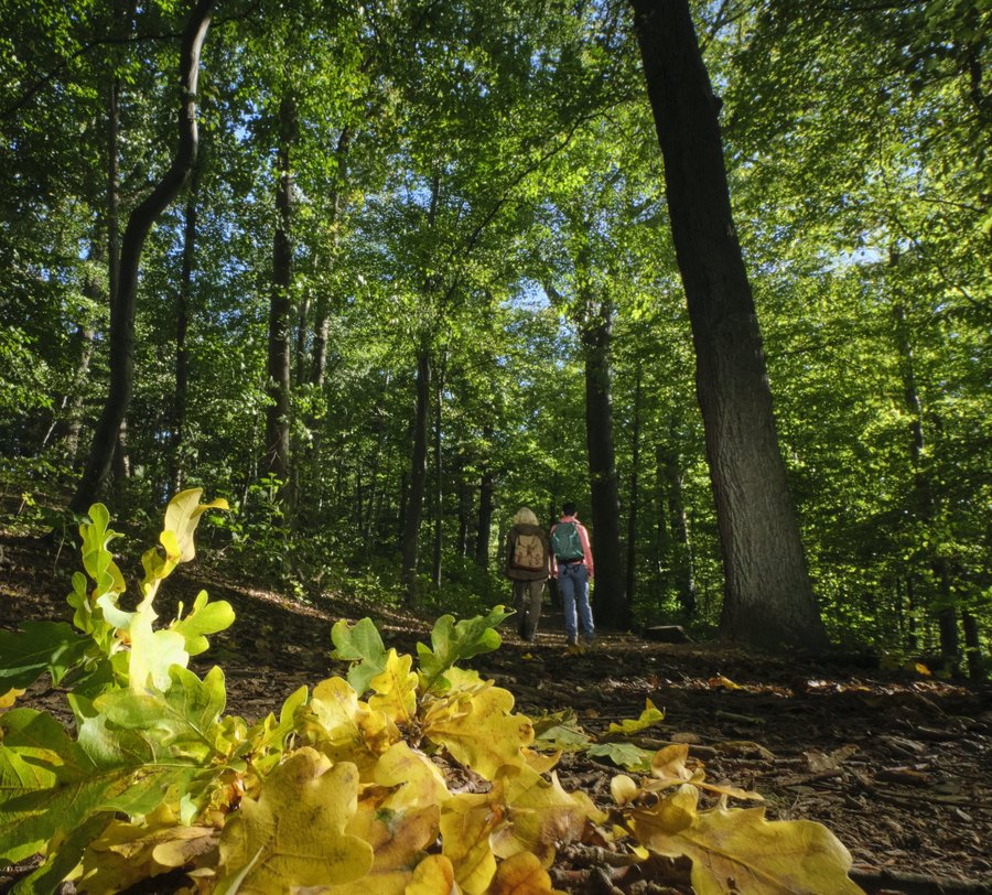 Wanderinnen unterwegs auf der Sauerland-Waldroute