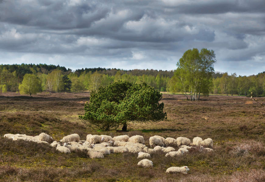 Schafe im Naturpark Wildeshauser Geest © VDN-Fotoportal/H. Schier Schafe im Naturpark Wildeshauser Geest © VDN-Fotoportal/H. Schier